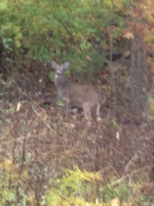 Deer on trail 11-5-13